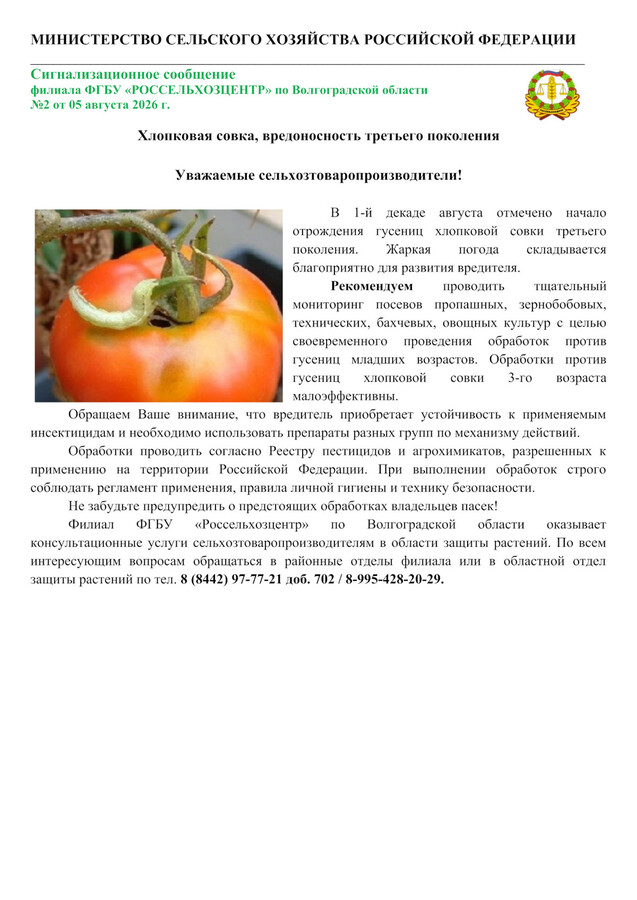 Хлопковая совка, вредоносность третьего поколения